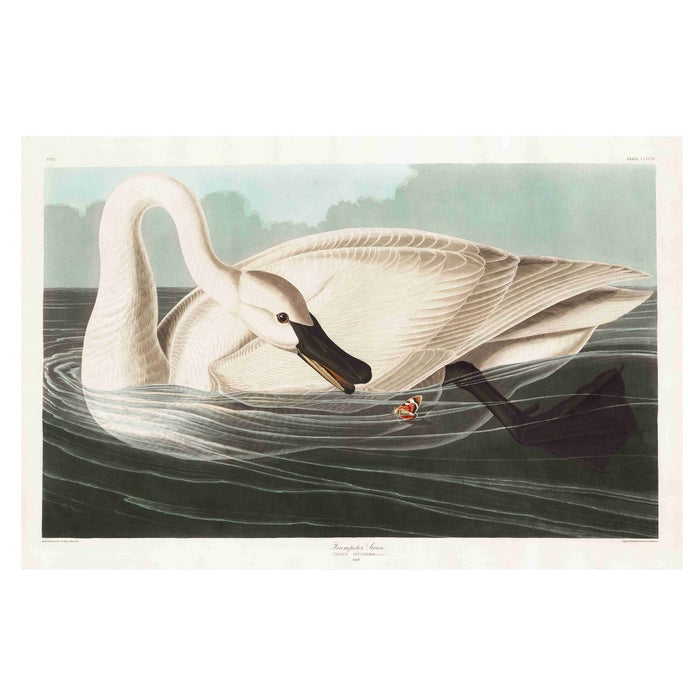 Swan Butterfly Art Print - KNUS