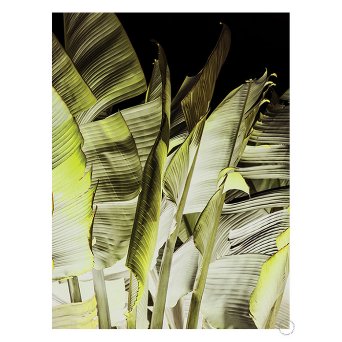 Traveller's Palm Art Print - KNUS
