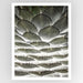 Agave Layers Art Print - KNUS