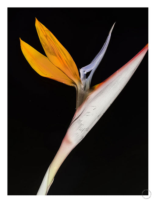 Bird of Paradise Art Print - KNUS