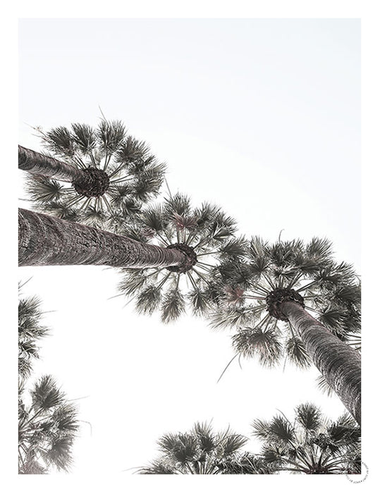 Bodrum Palms Art Print - KNUS