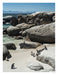 Boulders Beach Art Print - KNUS