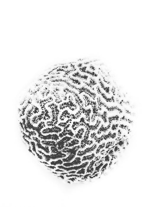 Brain Coral Art Print - KNUS