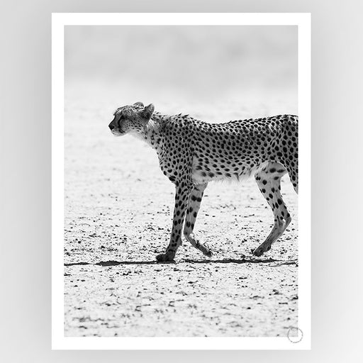 Cheetah Art Print - KNUS