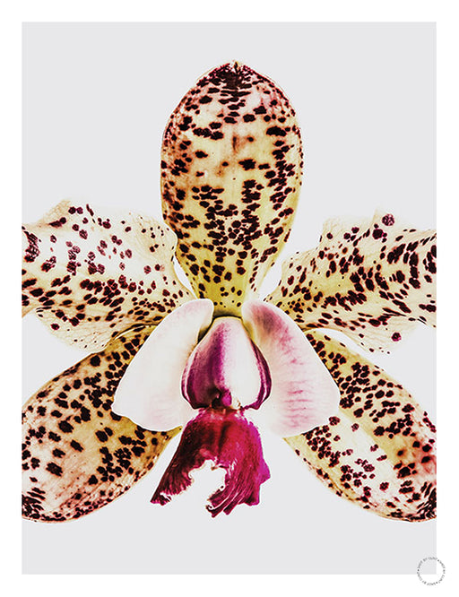Coral Orchid Art Print - KNUS