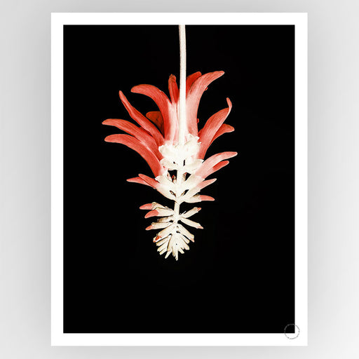Coral Tree Flower Art Print - KNUS