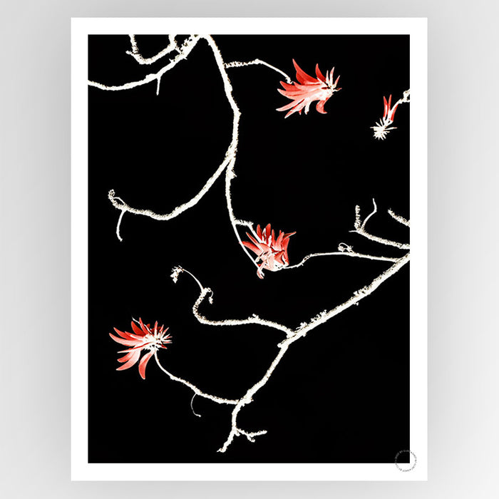 Coral Tree Art Print - KNUS