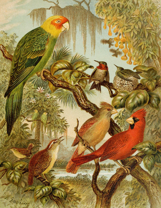 Die Nordamerikanische Vogelwelt 11 Art Print - KNUS