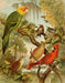 Die Nordamerikanische Vogelwelt 11 Art Print - KNUS