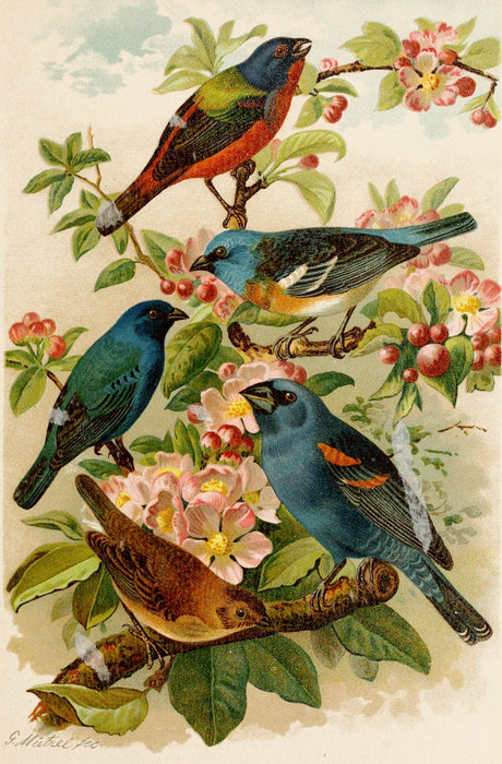 Die Nordamerikanische Vogelwelt 12 Art Print - KNUS