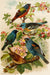Die Nordamerikanische Vogelwelt 12 Art Print - KNUS