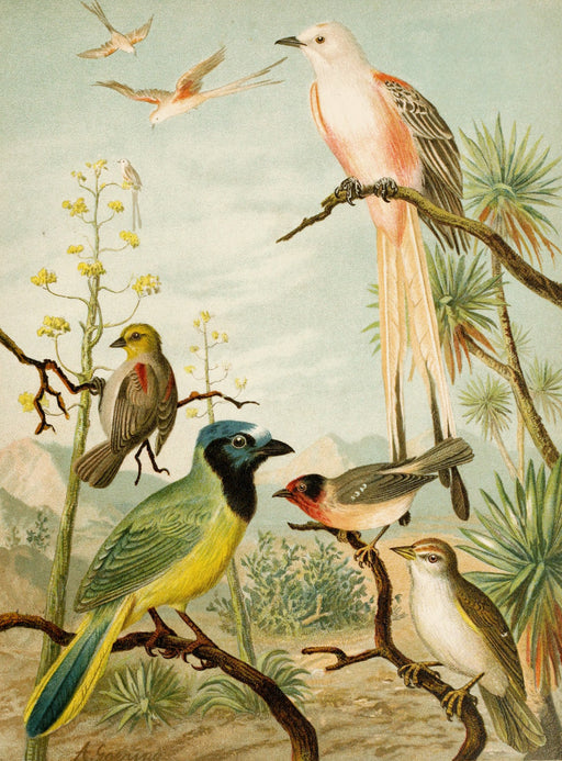 Die Nordamerikanische Vogelwelt 13 Art Print - KNUS