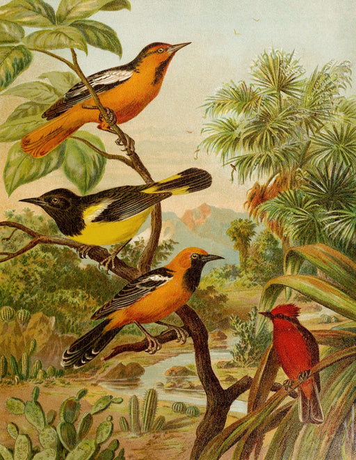 Die Nordamerikanische Vogelwelt 14 Art Print - KNUS