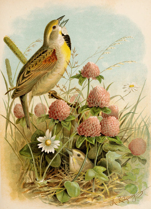 Die Nordamerikanische Vogelwelt 15 Art Print - KNUS