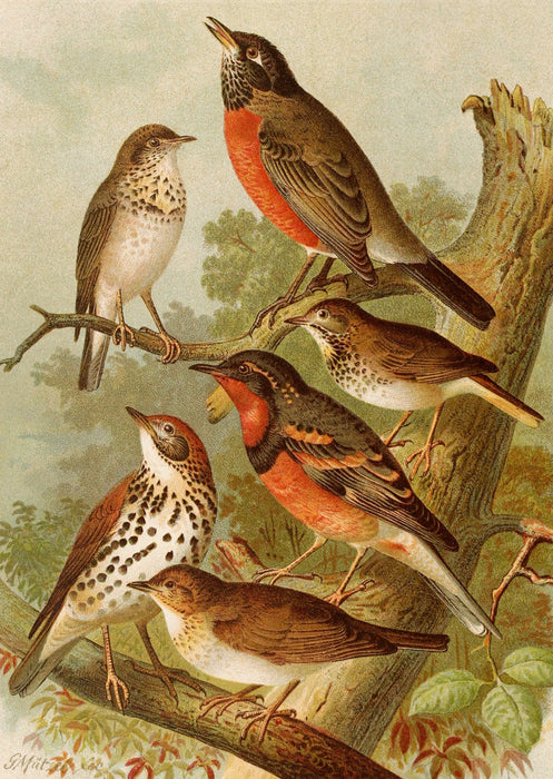 Die Nordamerikanische Vogelwelt 2 Art Print - KNUS