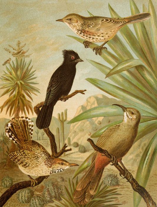Die Nordamerikanische Vogelwelt 3 Art Print - KNUS