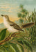 Die Nordamerikanische Vogelwelt 4 Art Print - KNUS