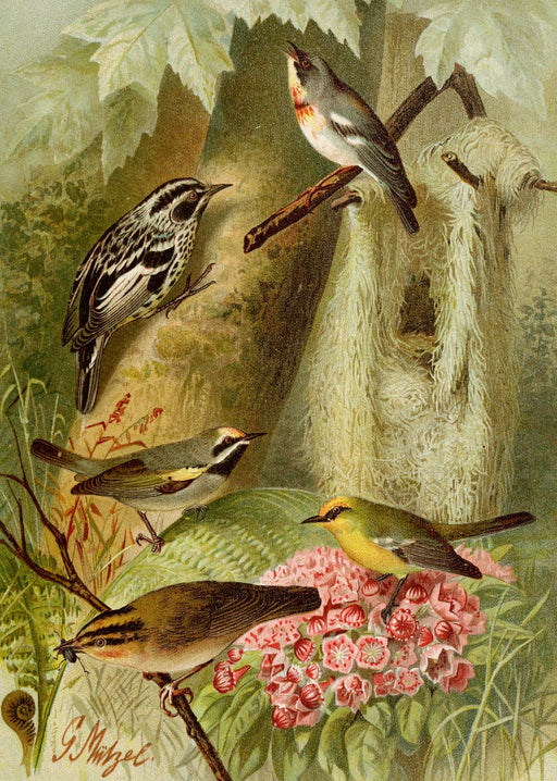 Die Nordamerikanische Vogelwelt 5 Art Print - KNUS