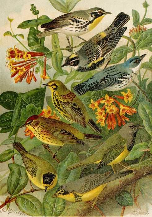 Die Nordamerikanische Vogelwelt 6 Art Print - KNUS