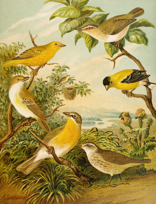 Die Nordamerikanische Vogelwelt 7 Art Print - KNUS