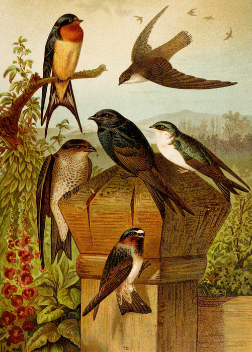 Die Nordamerikanische Vogelwelt 8 Art Print - KNUS