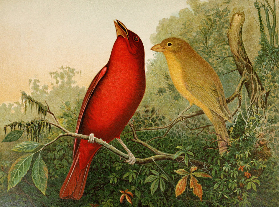 Die Nordamerikanische Vogelwelt 9 Art Print - KNUS