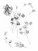 Floral Sketch 3 Art Print - KNUS
