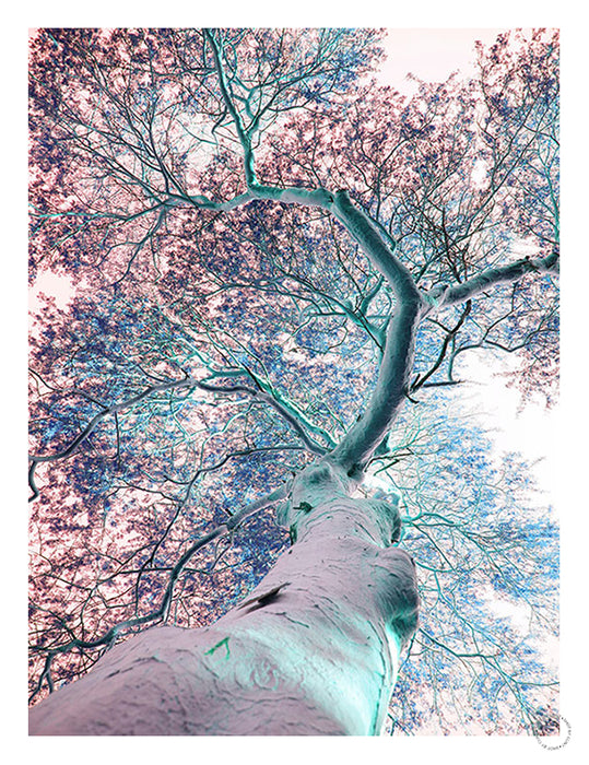 Fever Tree Art Print - KNUS