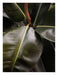 Ficus Bubu Art Print - KNUS