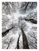Forest 1 Art Print - KNUS