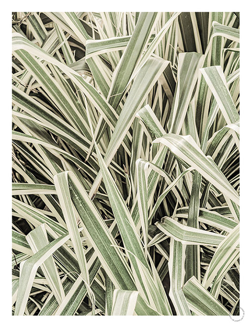 Jazzy Jungle Art Print - KNUS