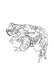 Karoo Toad Single Line Art Print - KNUS