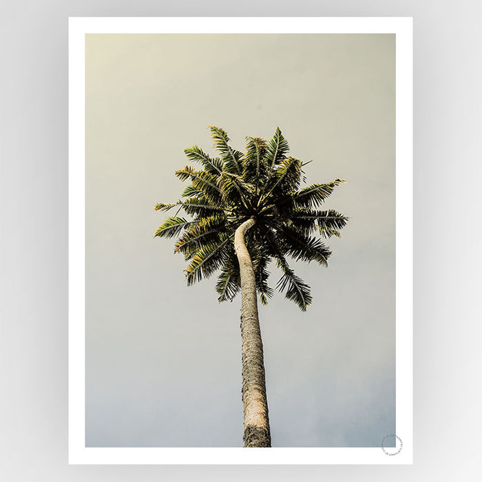 King Palm Art Print - KNUS