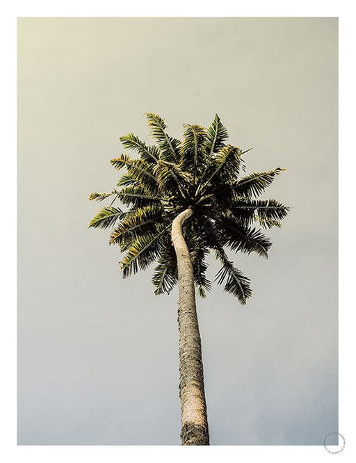 King Palm Art Print - KNUS