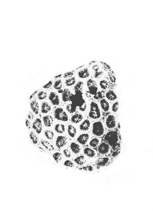 Knob Coral Art Print - KNUS