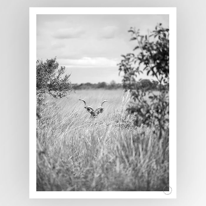Kudu Art Print - KNUS