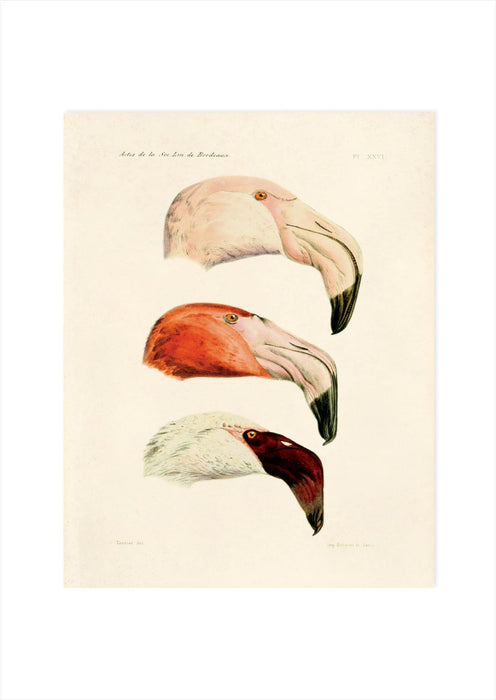 Natural History Flamingo 2 Art Print - KNUS