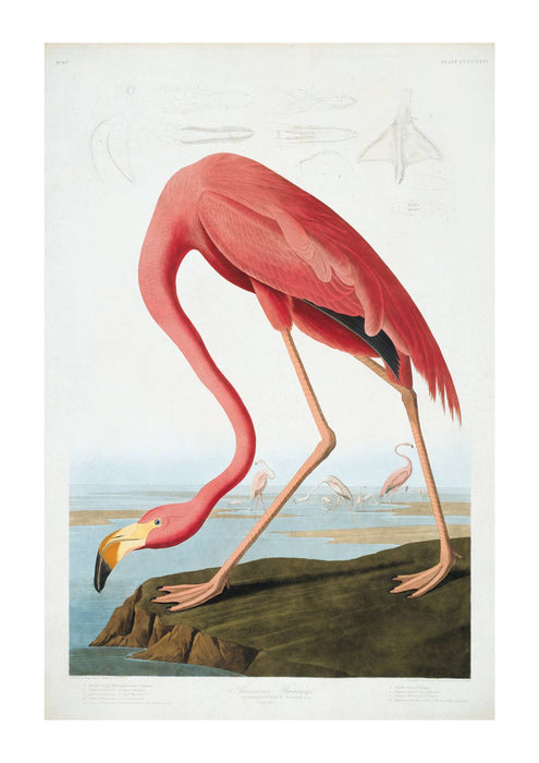 Natural History Flamingo Art Print - KNUS