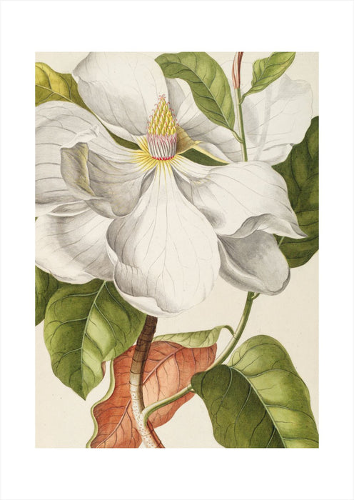 Magnolia Art Print - KNUS