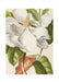 Magnolia Art Print - KNUS