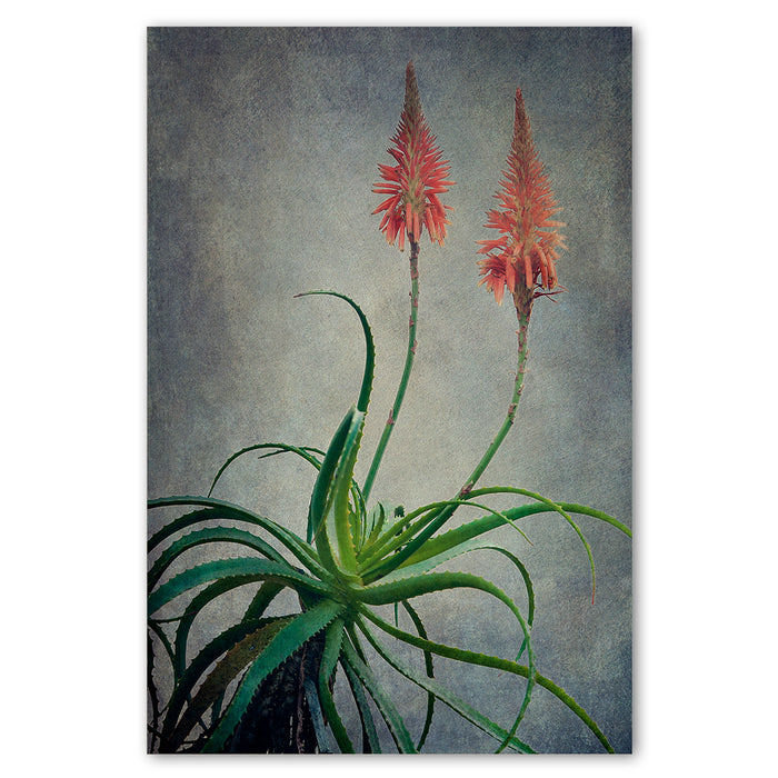 Aloes 3 Art Print