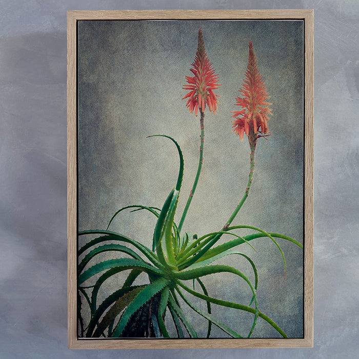 Aloes 3 Art Print