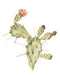 Opuntia Monocantha 1 Art Print - KNUS