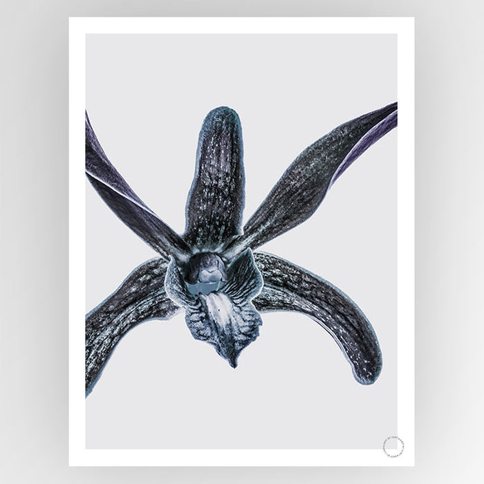 Orchid Art Print - KNUS