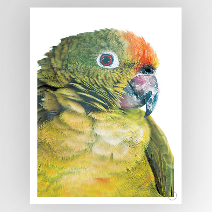 Parrot Art Print - KNUS