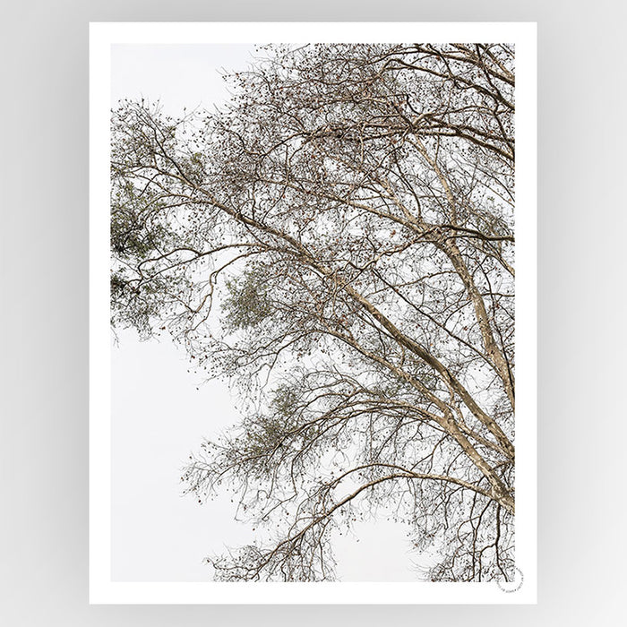 Plain Tree Art Print - KNUS