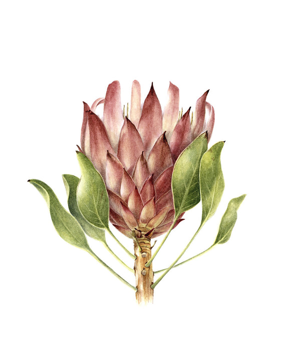 Protea Cynaroides Art Print - KNUS