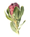 Protea Grandiceps Art Print - KNUS