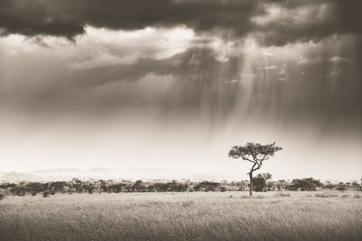 Rains in Africa Artwork - 2