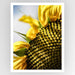 Sunflower Art Print - KNUS